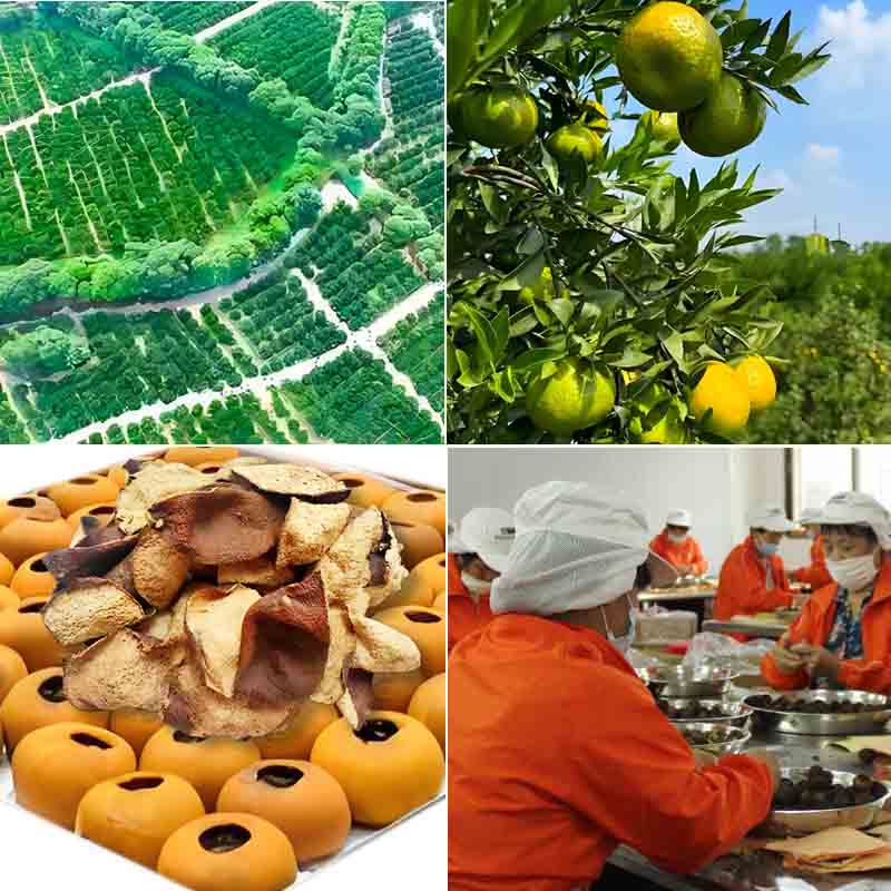 Our Xinhui Plantation - Over 1000 Acres of Citrus Groves