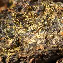 Anhua Dark Tea with golden flowers