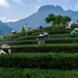 Premium Yingde Tea Estate